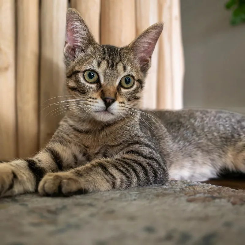 A young medium-sized male Domestic Short Hair cat named Luffy for adoption in Houston, TX