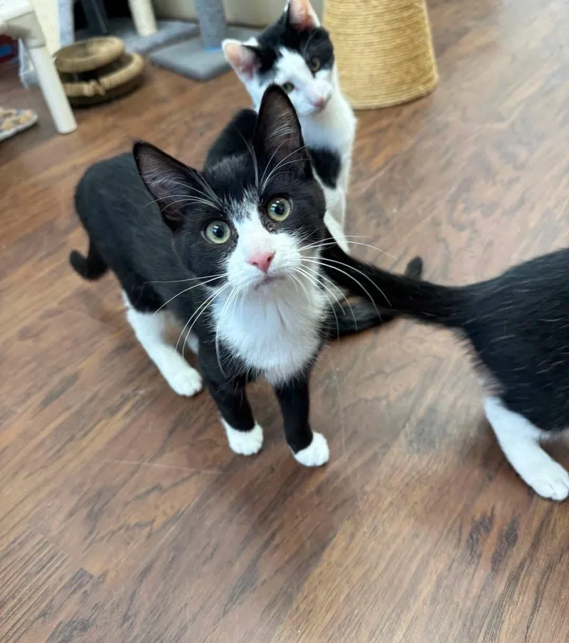 A young medium-sized female Domestic Short Hair cat named Peppermint for adoption in Howes Cave, NY
