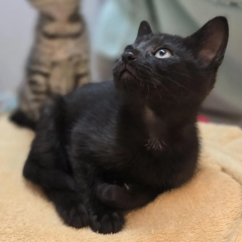 A baby small-sized female Domestic Short Hair cat named Mandy for adoption in Pittsburgh, PA