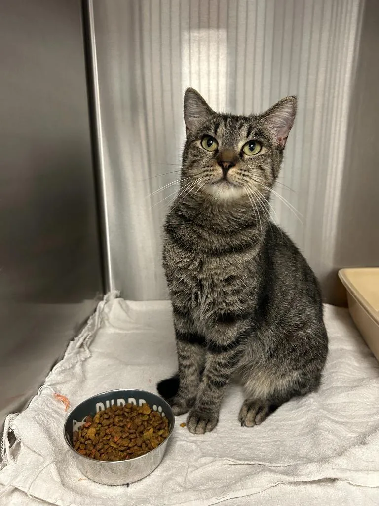 A young small-sized female Domestic Short Hair cat named Roxanne for adoption in Thousand Oaks, CA