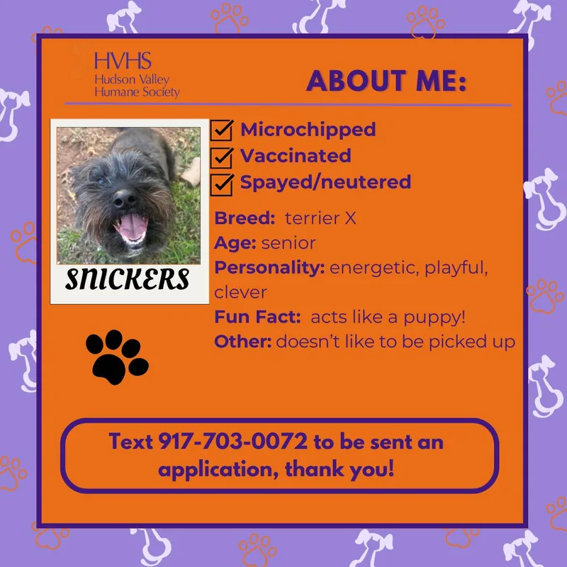 Snickers thumbnail 2