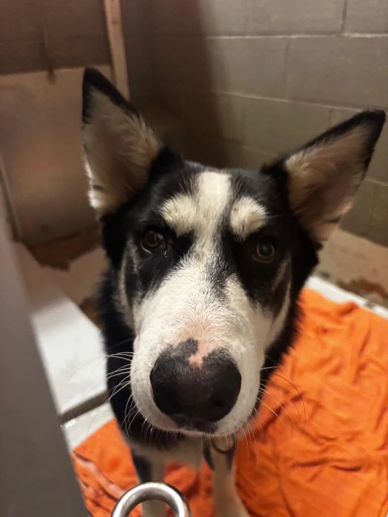 An adult medium-sized male Husky dog named Skeeter for adoption in Rockport, TX