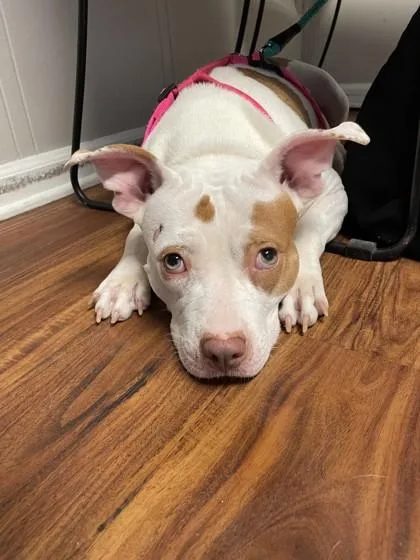 An adult medium-sized female White / Cream Mixed Breed dog named Piglet for adoption in Covington, LA