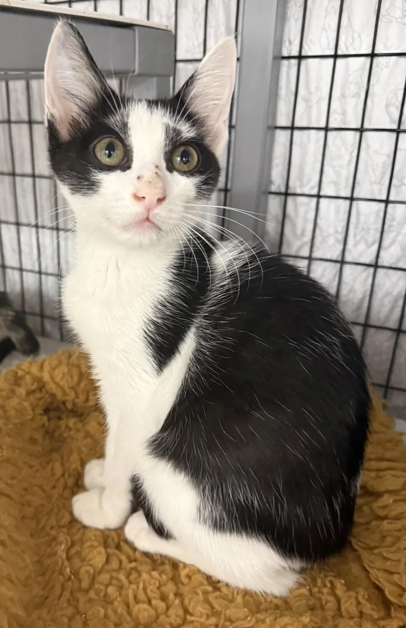 A young medium-sized male Black & White / Tuxedo Domestic Short Hair cat named Popcorn Shrimp for adoption in Satellite Beach, FL