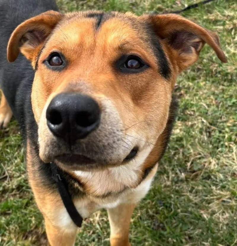 A young large-sized male German Shepherd Dog dog named Leon S. Kennedy for adoption in Olean, NY