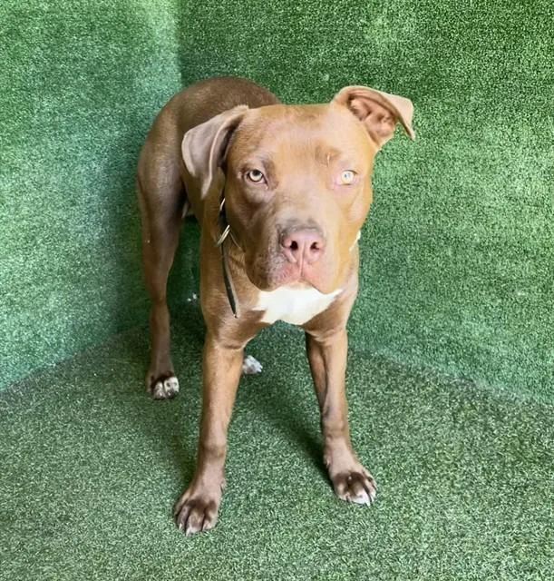 A young large-sized male Pit Bull Terrier dog named Tucker for adoption in Lancaster, CA