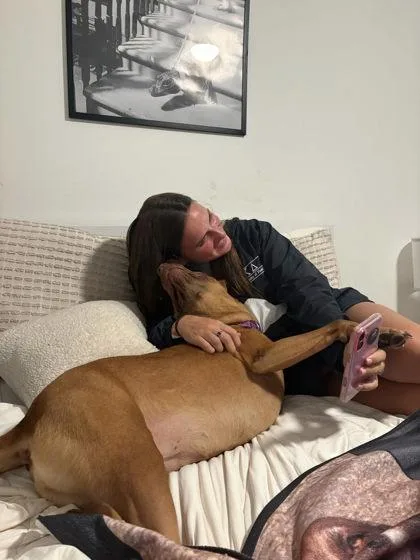 An adult large-sized female Hound dog named Stella for adoption in Gainesville, FL