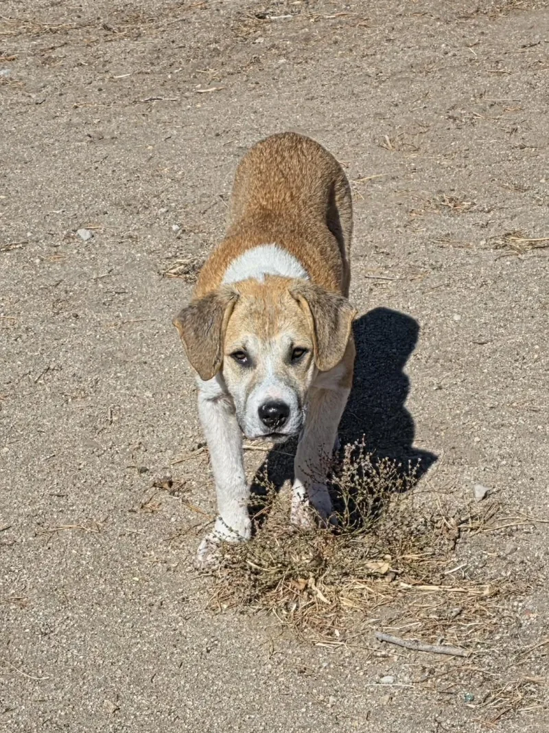 A young medium-sized male Tricolor (Brown, Black, & White) Beagle dog named Thumper for adoption in Sparks, NV