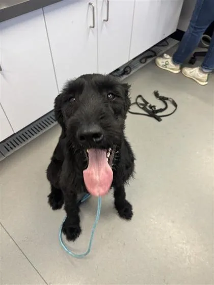 An adult extra large-sized male Mixed Breed dog named Tommy for adoption in West Chester, PA