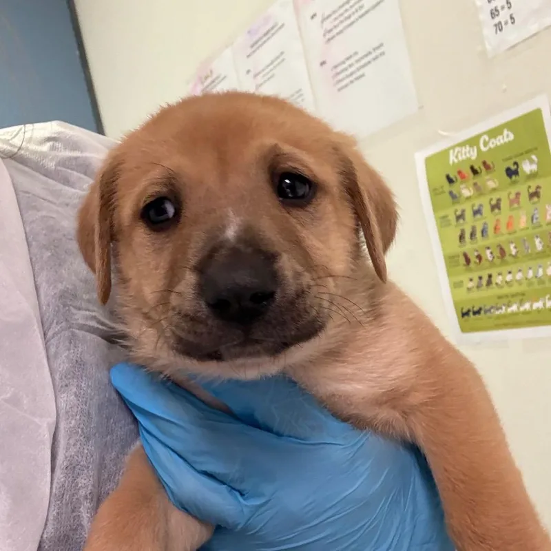 A baby small-sized male Yellow / Tan / Blond / Fawn Mixed Breed dog named Artie for adoption in Charleston, WV