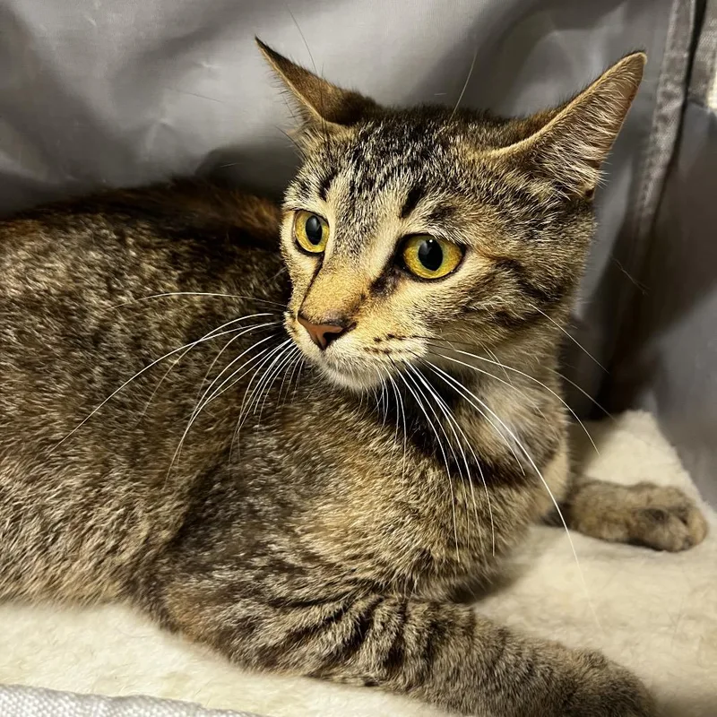 A young medium-sized female Brown / Chocolate Domestic Short Hair cat named Deb for adoption in Tampa, FL