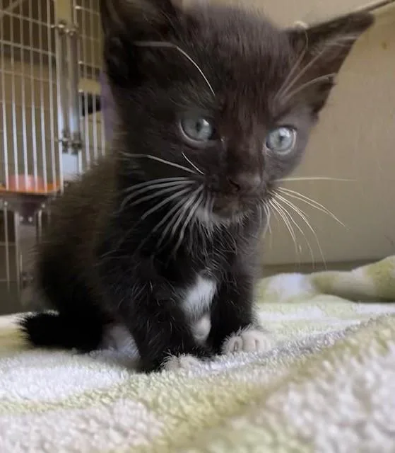 A baby small-sized male Black & White / Tuxedo Domestic Short Hair cat named Enchilada for adoption in Margate, FL