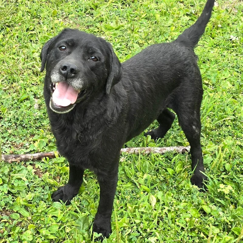 An adult medium-sized female Black Labrador Retriever dog named Poppy for adoption in Wappingers Falls, NY