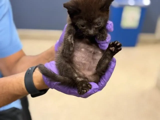 A baby small-sized female Domestic Short Hair cat named Melvin for adoption in Miami, FL