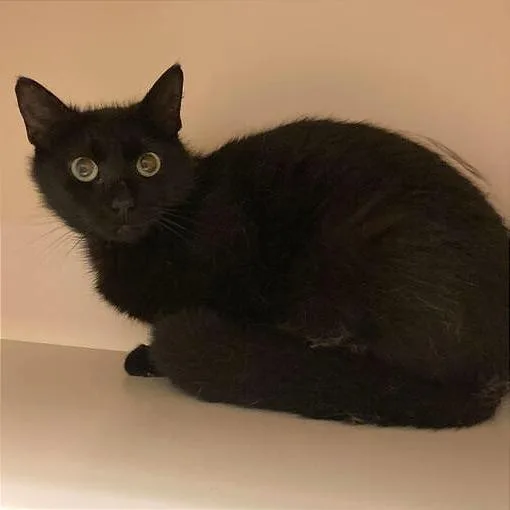 A baby small-sized female Black Domestic Short Hair cat named Madra for adoption in Dayton, OH