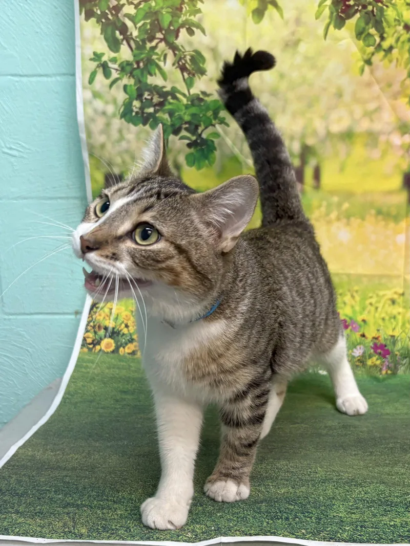 An adult medium-sized male Domestic Short Hair cat named Carlos for adoption in Wetumpka, AL