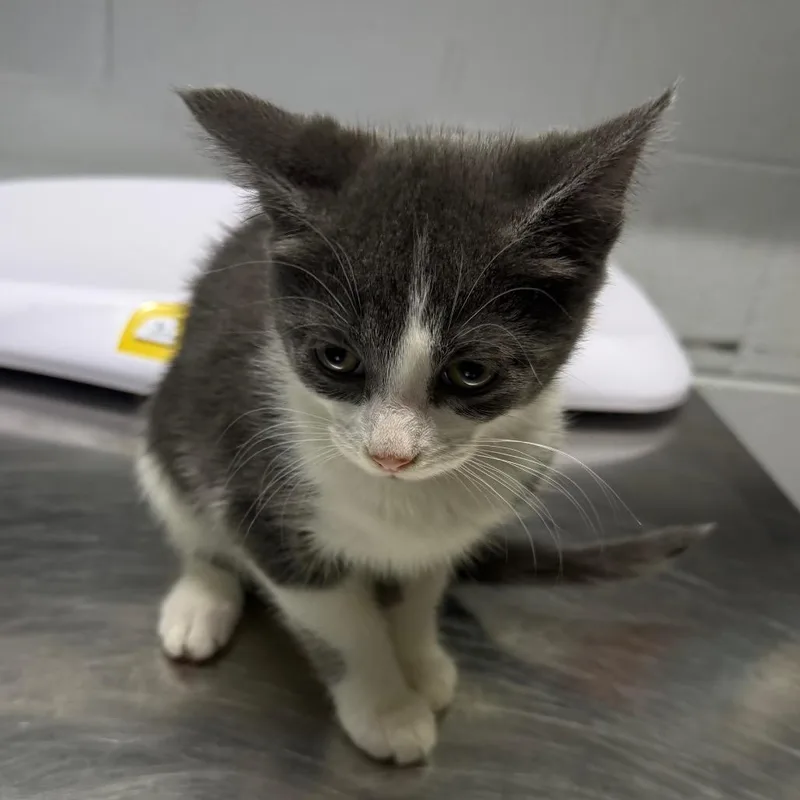 A baby small-sized female Gray / Blue / Silver Domestic Short Hair cat named Apple for adoption in Summerville, SC