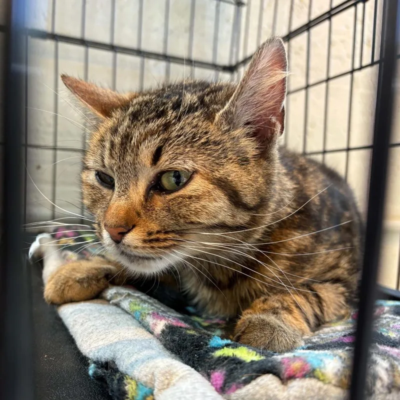 A young medium-sized female Brown / Chocolate Domestic Short Hair cat named Critter for adoption in Huntington, WV