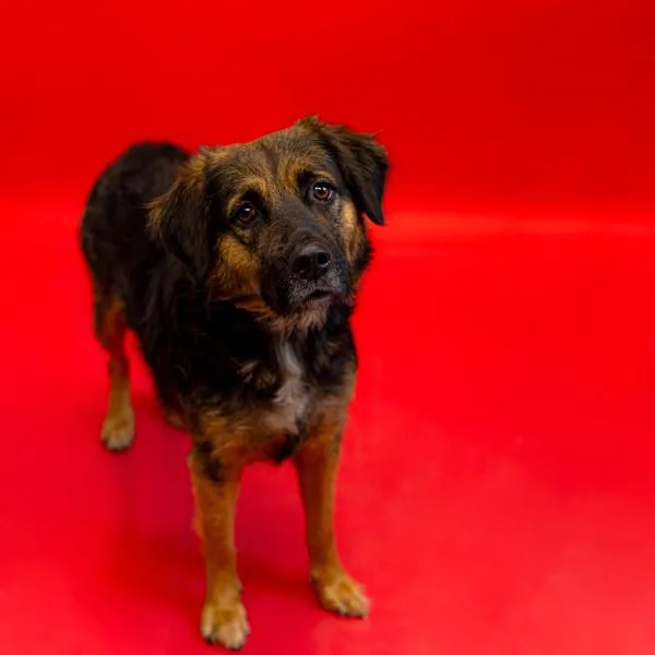 An adult large-sized female Shepherd dog named Pen Liberty Hw+ for adoption in Lawrenceville, GA