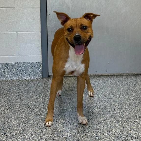 An adult medium-sized female Brown / Chocolate Mixed Breed dog named Misty for adoption in Greenville, SC
