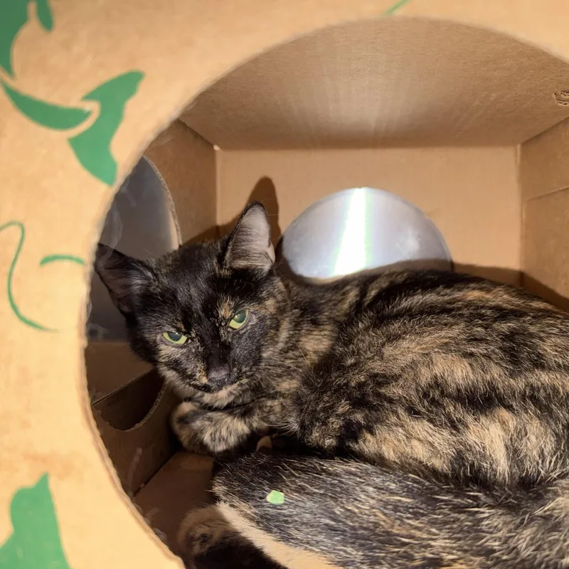 An adult medium-sized female Tortoiseshell Domestic Short Hair cat named Baby for adoption in Saint Louis, MO