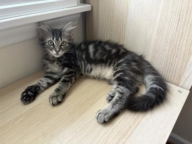 A baby small-sized female Domestic Long Hair cat named Astrid for adoption in Haw River, NC
