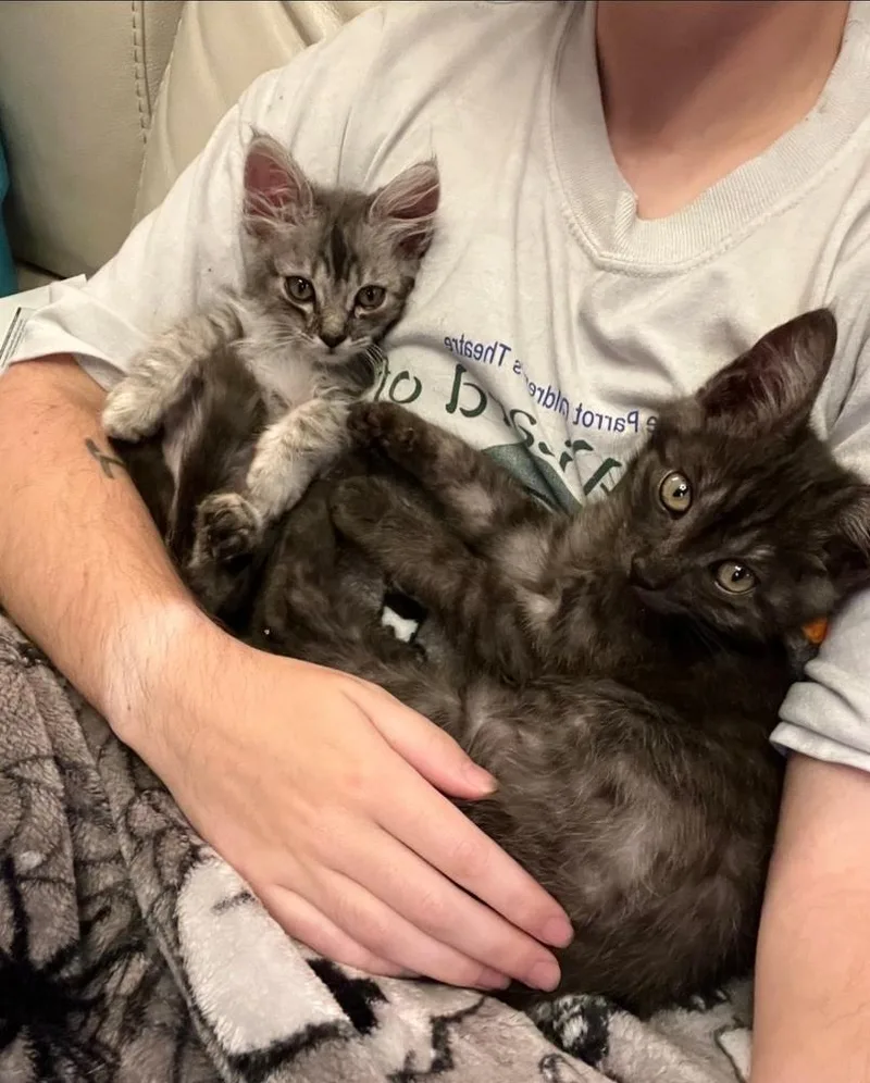 A baby small-sized male Domestic Short Hair cat named Button for adoption in Vancouver, WA