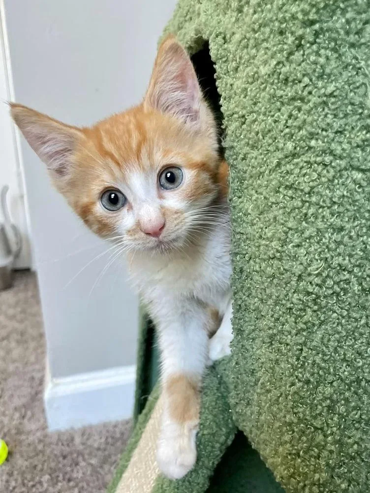 A baby small-sized male Orange & White Domestic Short Hair cat named Crow for adoption in Salisbury, NC