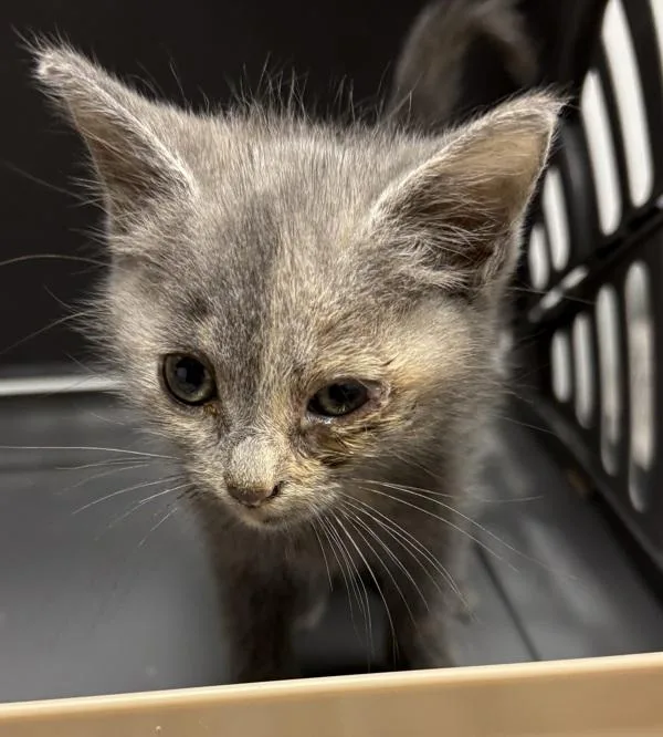 A baby small-sized female Domestic Short Hair cat named Kc  Leena for adoption in Lawrenceville, GA