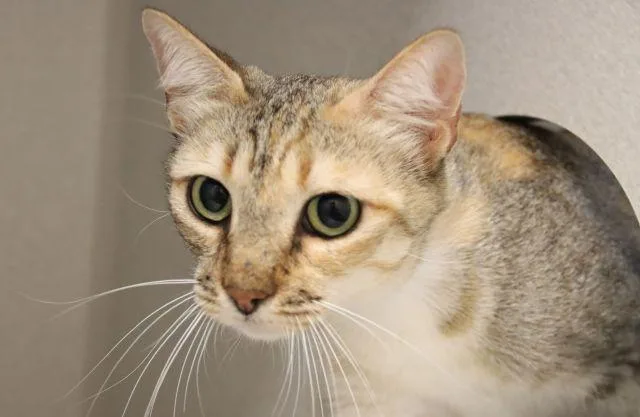 A young small-sized female Domestic Short Hair cat named Biscuit for adoption in Tucson, AZ