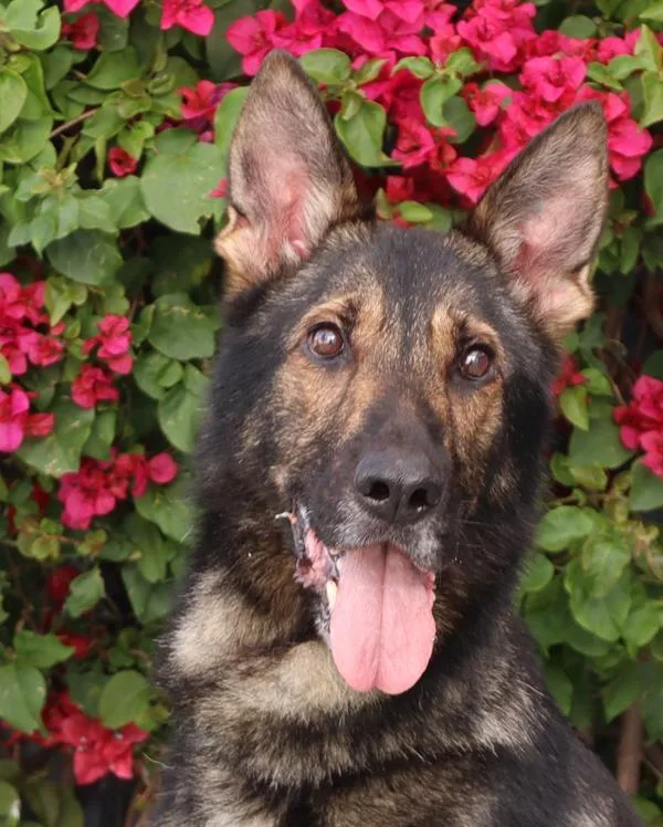 An adult large-sized male Black German Shepherd Dog dog named Gifford for adoption in Los Angeles, CA
