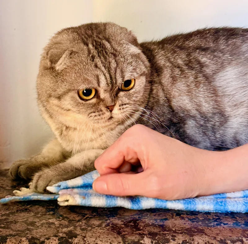 A young medium-sized male Scottish Fold cat named Cookie for adoption in Davis, CA