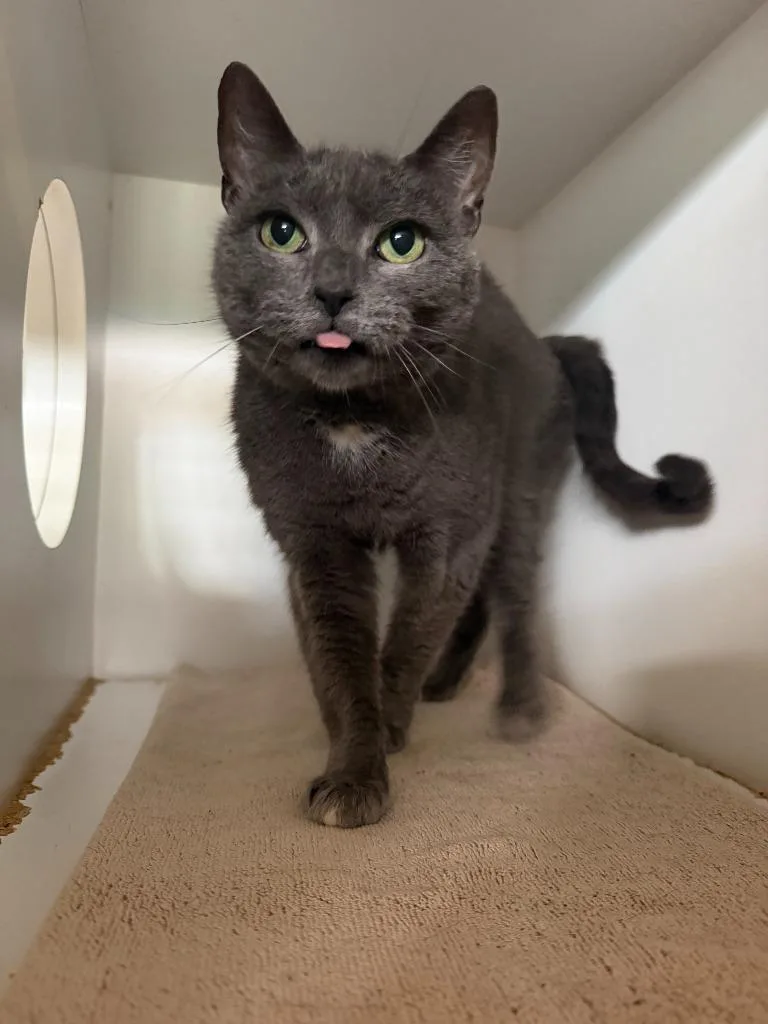 A senior small-sized female Domestic Short Hair cat named Stormy for adoption in Hyde Park, NY
