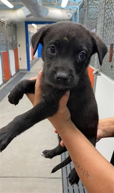 A baby small-sized male Labrador Retriever dog named Stephanos for adoption in Albuquerque, NM