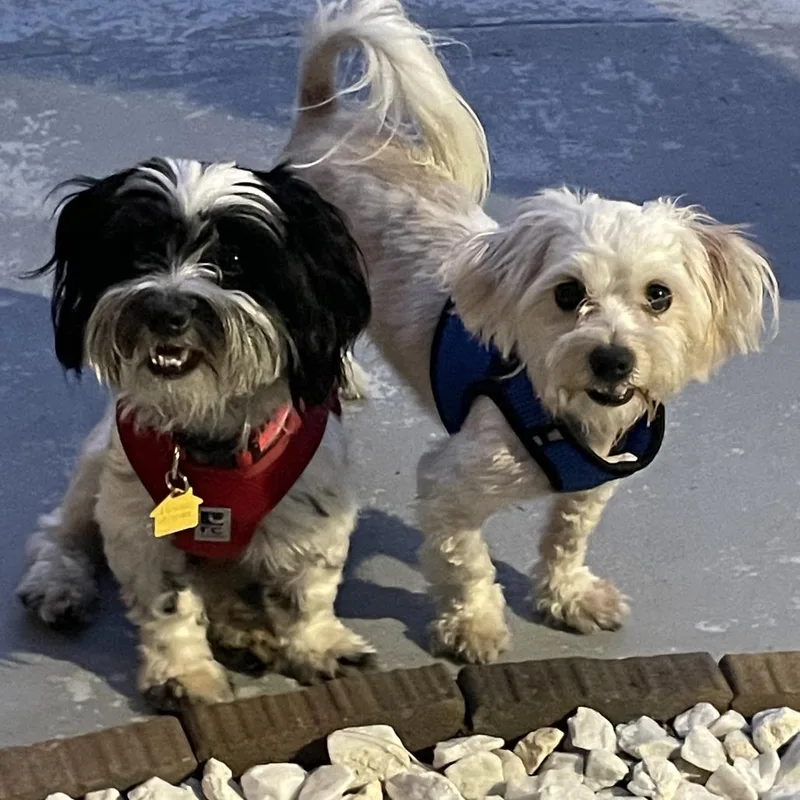 A young small-sized male Black Shih Tzu dog named Snoopy for adoption in Sacramento, CA