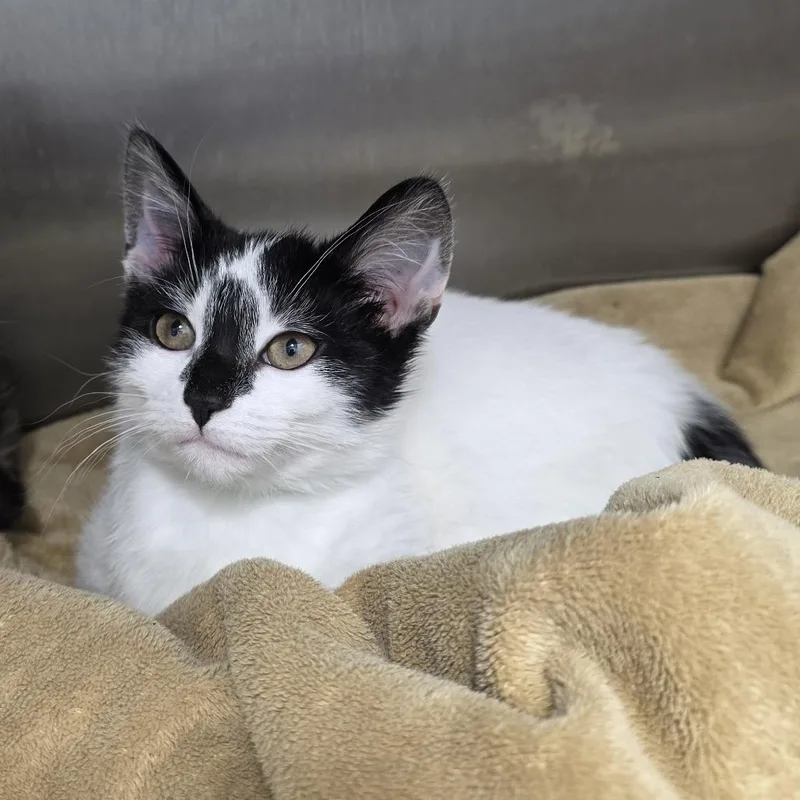 A baby small-sized female Black Domestic Short Hair cat named Dixie for adoption in Fort Wayne, IN