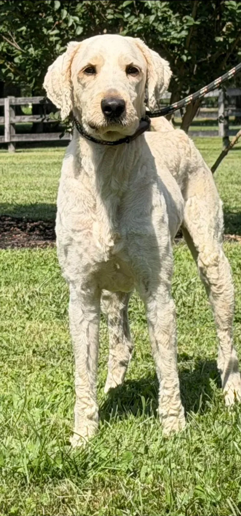 Newman