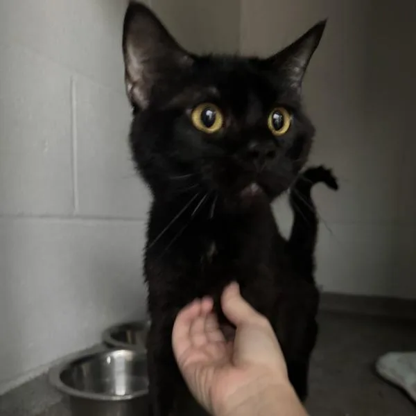 A young medium-sized male Domestic Short Hair cat named Reed for adoption in Des Moines, IA