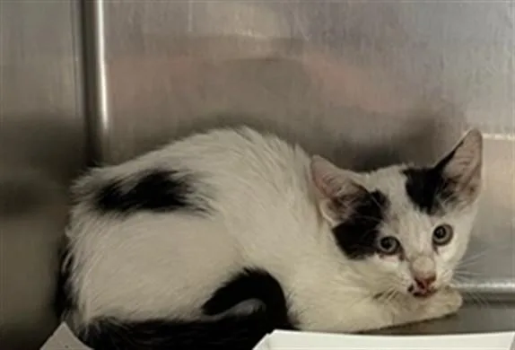 A baby small-sized female Domestic Medium Hair cat named Buckmann for adoption in Jacksonville, FL