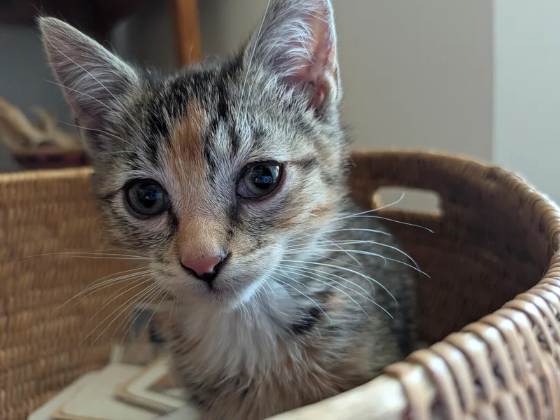 A baby small-sized female Tortoiseshell Domestic Short Hair cat named ShortCake for adoption in Fruit Heights, UT