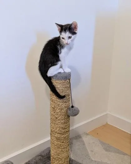 A baby small-sized female Domestic Short Hair cat named Zain for adoption in Washington, DC