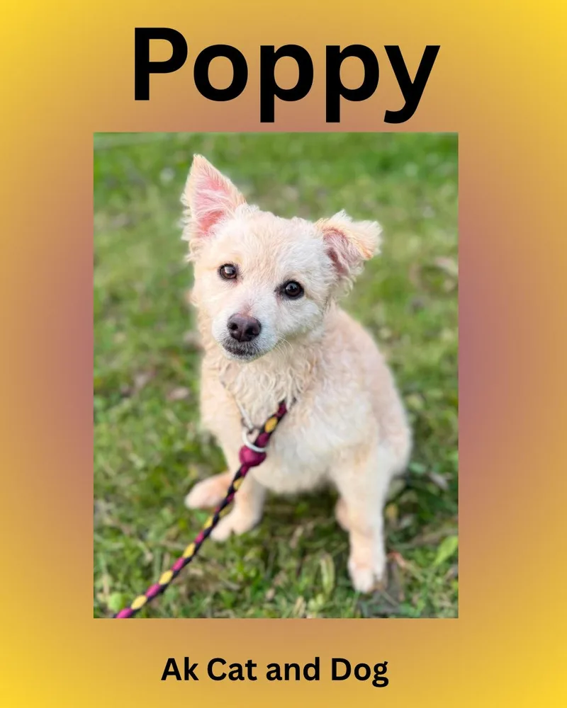 A young small-sized female Maltese dog named Poppy for adoption in Wasilla, AK