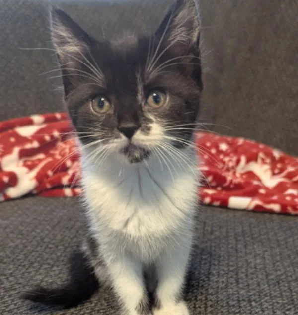 A baby small-sized female Domestic Short Hair cat named Lorelai for adoption in Roanoke, VA