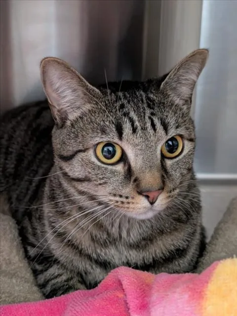 A young medium-sized male Domestic Short Hair cat named Helmsworth for adoption in Derwood, MD