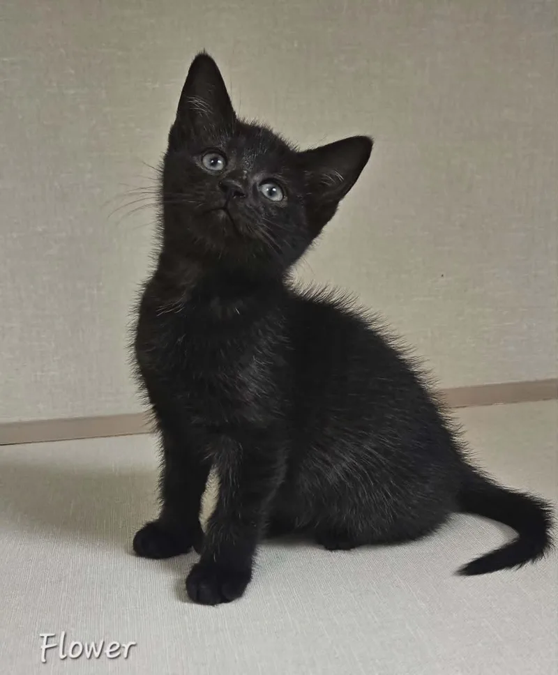 A baby medium-sized female Black Domestic Short Hair cat named Flower for adoption in Wapakoneta, OH