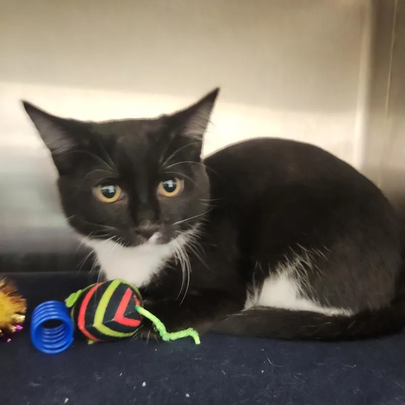 A baby medium-sized female Black Domestic Short Hair cat named McKenzie for adoption in Fort Wayne, IN