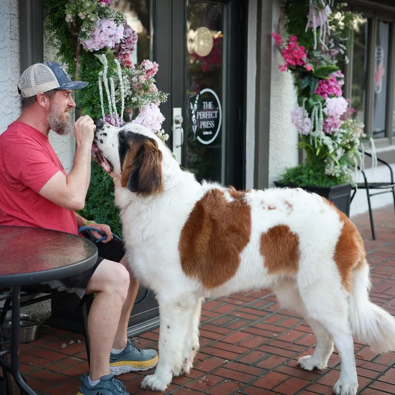 An adult extra large-sized male White / Cream Saint Bernard dog named Ludwig for adoption in Tampa, FL
