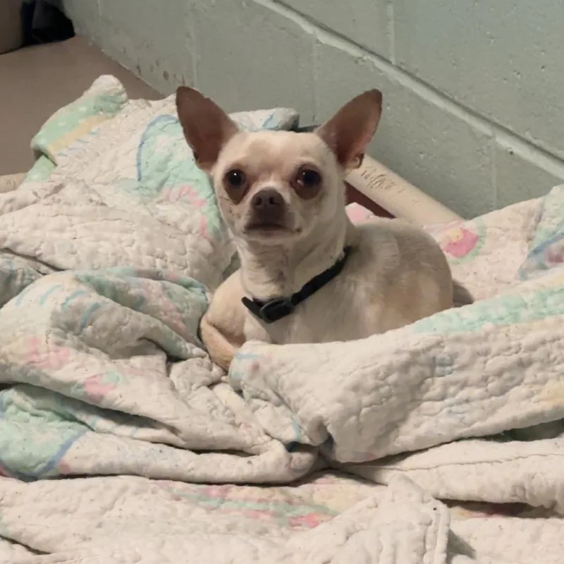 An adult small-sized male White / Cream Chihuahua dog named Zim for adoption in Vineland, NJ