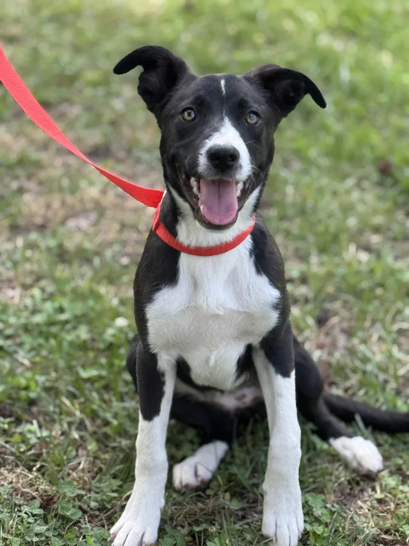 A young medium-sized female Black Border Collie dog named Wiggles for adoption in Meherrin, VA