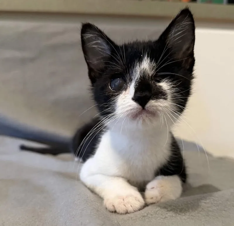 A baby medium-sized male Domestic Short Hair cat named Gummi Worm for adoption in Lincoln, CA
